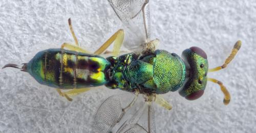 Mesopolobus sp.